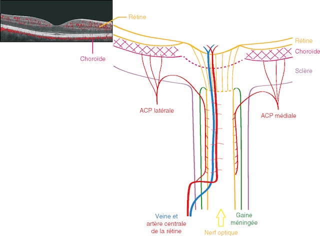 Légende illustrant les trajets de la veine et artère centrale de la rétine, du nerf optique et de ses gaines méningées.